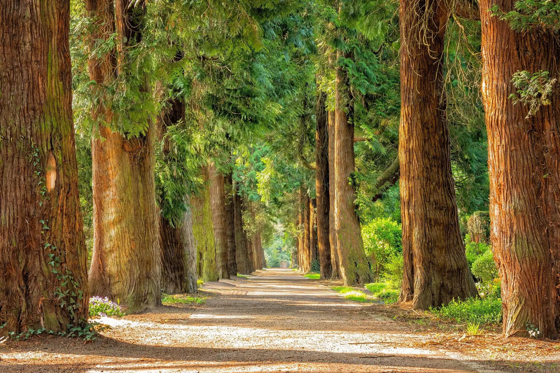 Allee mit Bäumen